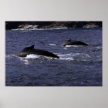 Humpback Whales-pair Posters