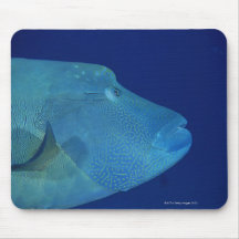 Humphead Wrasse 2 Mouse Pad