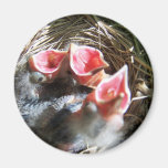 Hungry Babies Magnet