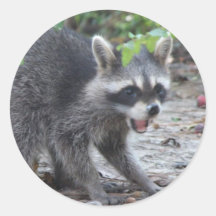 hungry Baby Raccoon Sticker