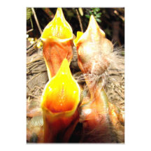 Hungry Baby Robins Announcements