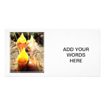 Hungry Baby Robins Picture Card