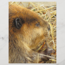 Hungry Beaver Flyers