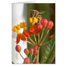 Hungry Bee Blank Card