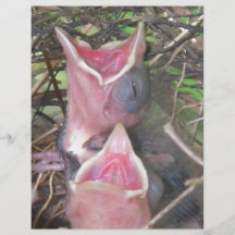 Hungry birds flyers