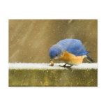Hungry Bluebird in the Snow