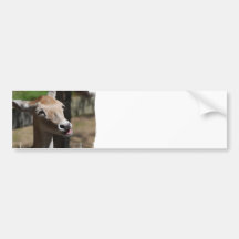 Hungry Deer Bumper Sticker