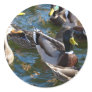 Hungry Ducks Stickers