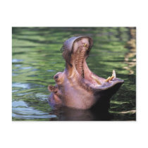 Hungry Hippo Post Cards