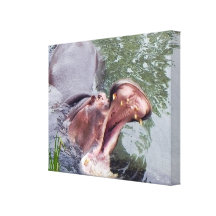Hungry Hippopotamus Mouth Open Wide Wildlife Photo Canvas Print