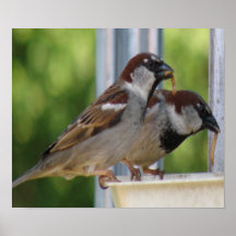 Hungry House Sparrows Print