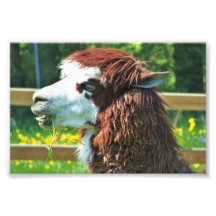 Hungry Llama - Photo Print