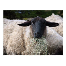 Hungry sheep post card