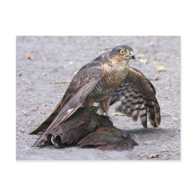 Hungry Sparrowhawk Postcard by Welshpixels