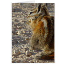 Hungry Squirrel Card