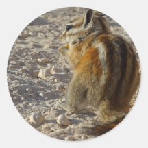 Hungry Squirrel Round Stickers