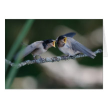 Hungry Tree Swallows Greeting Card