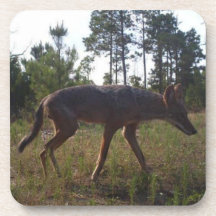Hunter Game Cam Caught a Coyote Coasters