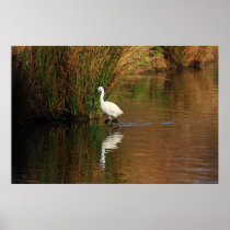 Hunting Egret Print