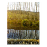 huon poplars postcards