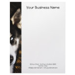 Husky Dog Blue Eye Border Customized Letterhead