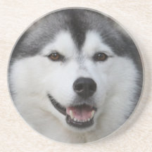 Husky Dog Coasters