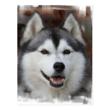Husky Dog Postcard