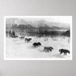 Husky Dog Team Alaska 1918 Print