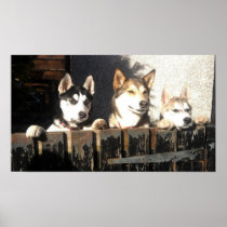Husky Print.. Peeking !!