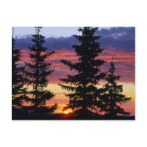 HUSTON PARK WILDERNESS, WYOMING. USA. Spruce Postcard