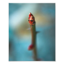 HWNo2: Hidden Wonders Number 2 Photographic Print