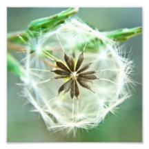 HWNo5: Hidden Wonders Number 5 Photograph