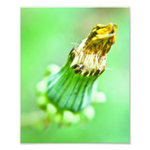 HWNo6: Hidden Wonders Number 6 Photo Print