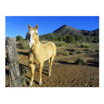 hwy 89a horse postcard