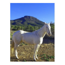 Hwy. 89A Horse Postcards