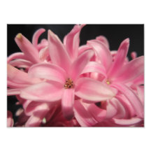 Hyacinth Art Photo