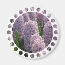 Hyacinth Bulbs Circular Magnet