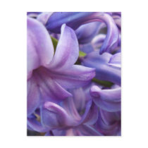 Hyacinth Flowers Postcard