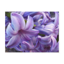 Hyacinth Flowers Postcard
