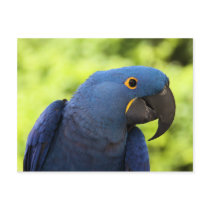 Hyacinth Macaw Post Cards