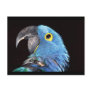 Hyacinth Macaw Post Card