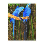 Hyacinth Macaws photo by JLH postcards