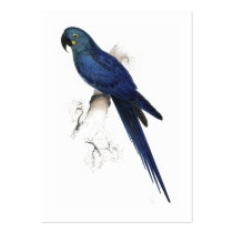 Hyacinthine Maccaw by Edward Lear Business Cards