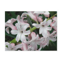 Hyacinths Postcard