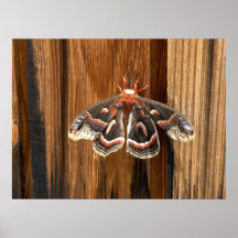 Hyalophora cecropia moth posters
