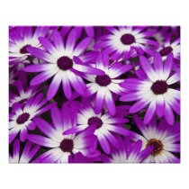 Hybrid Cineraria 20" x 16" Photo Print