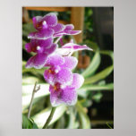 hybrid orchid flower poster art photo print