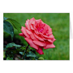 Hybrid Tea Rose 'Fragrant Cloud' White flowers Cards