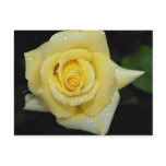 Hybrid Tea Rose 'Helmut Schmidt' Roses postcards