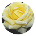 Hybrid Tea Rose 'Helmut Schmidt' White flowers Sticker